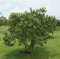 yellow guava ، lemon guava